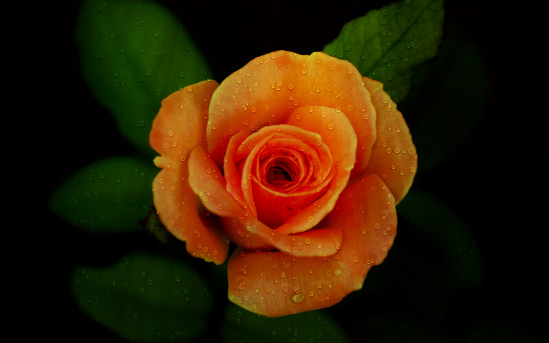 Orange Rose with Water Droplets — Dramatic, Photograph, Green Leaves
