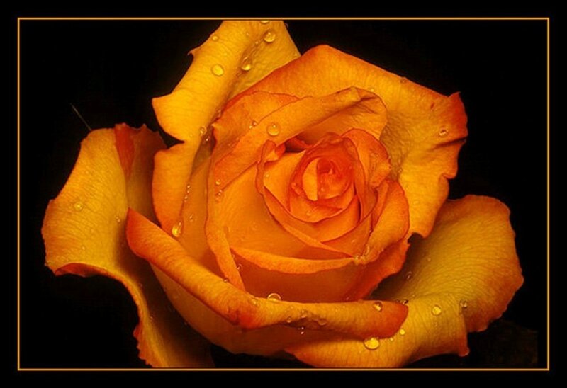 Orange Rose with Water Droplets — Dramatic, Photograph