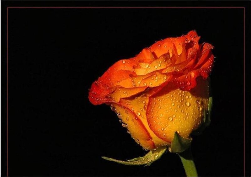 Orange Rose with Water Droplets — Dramatic, Photograph, Water Droplets, Stem, Petals