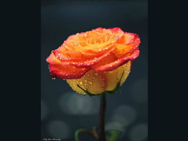Orange Rose with Water Droplets — Dramatic, Photograph, Water Droplets, Stem