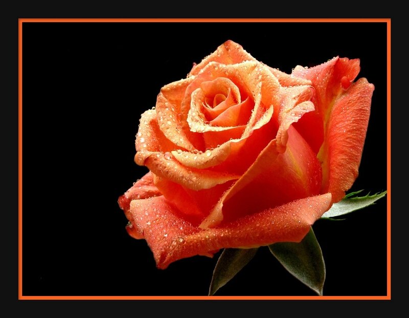 Orange Rose with Water Droplets — Dramatic, Photograph, Water Droplets