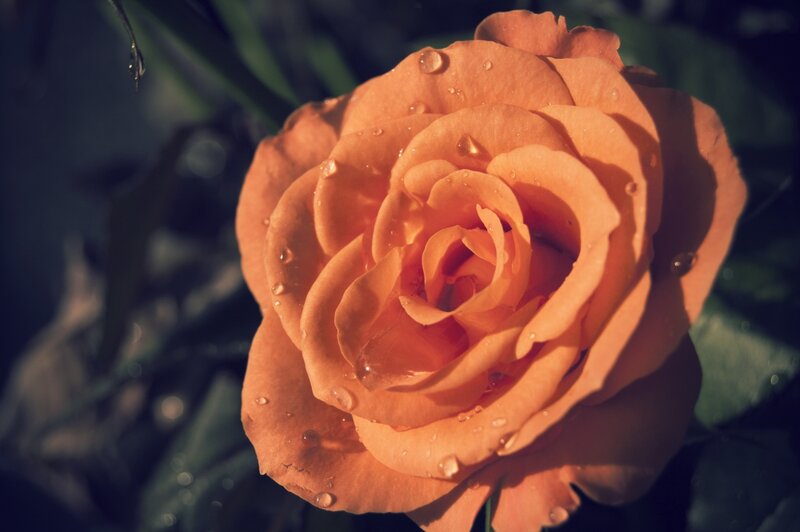 Orange Rose with Water Droplets — Dramatic, Sunset, Photograph