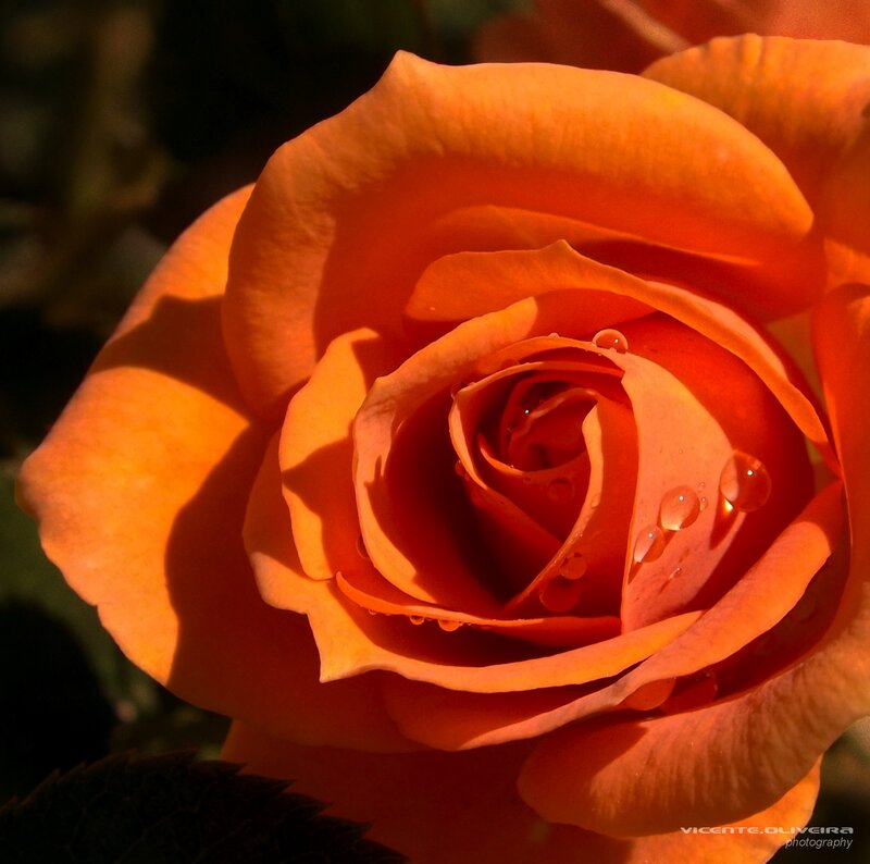 Orange Rose with Water Droplets — Dramatic, Sunset