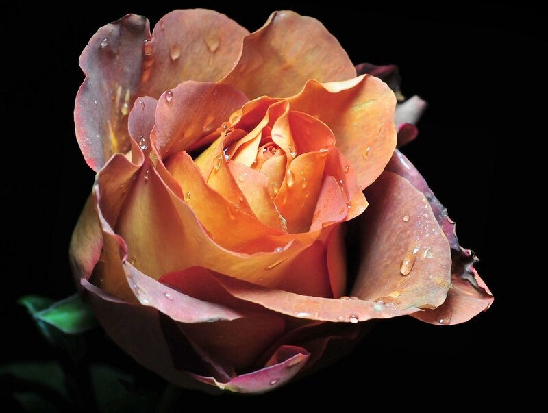 Orange Rose with Water Droplets — Dramatic