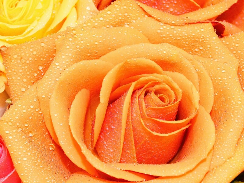 Orange Rose with Water Droplets — Fresh