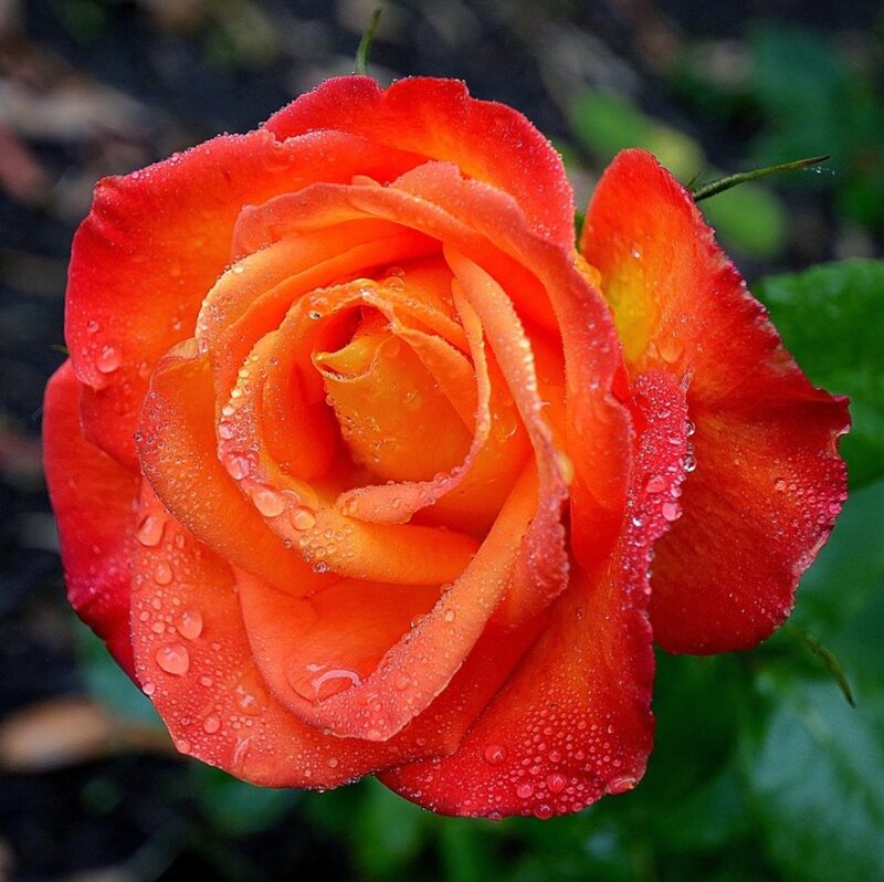 Orange Rose with Water Droplets — Red, Calm