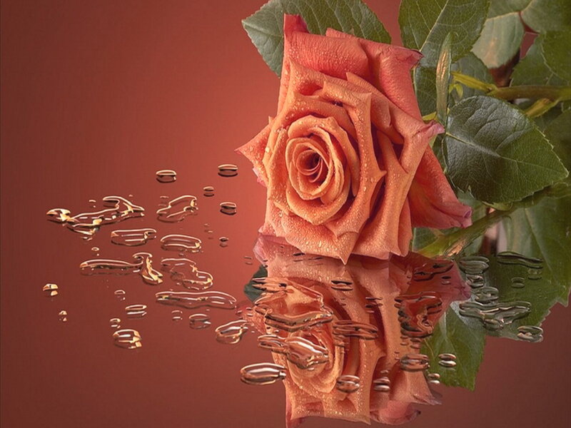 Orange Rose with Water Droplets — Red