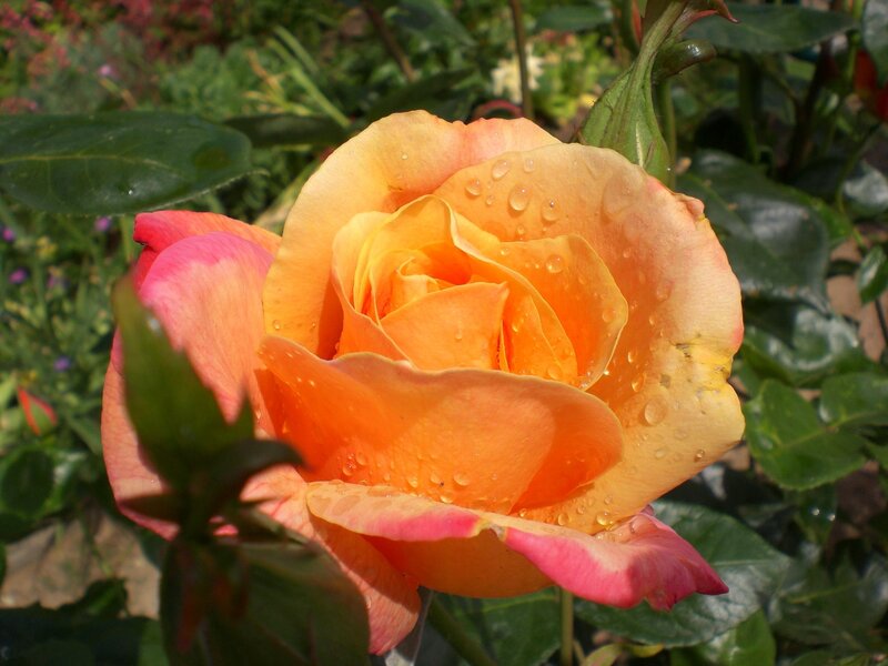 Orange Rose with Water Droplets — Serene, Afternoon, Photograph, Green Leaves