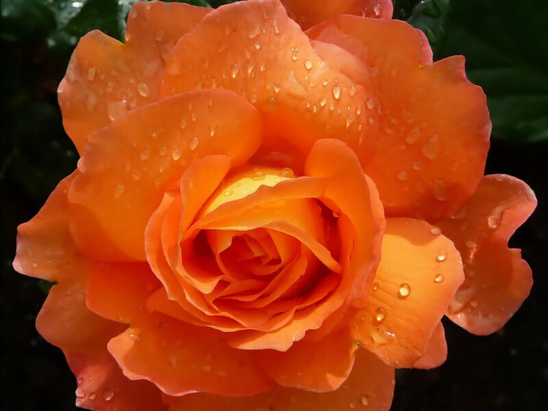 Orange Rose with Water Droplets — Serene, Afternoon