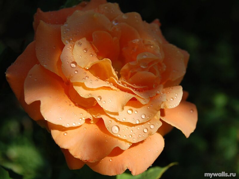 Orange Rose with Water Droplets — Serene, Morning, Photograph