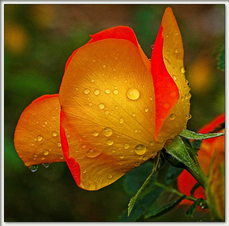 Orange Rose with Water Droplets — Serene, Morning