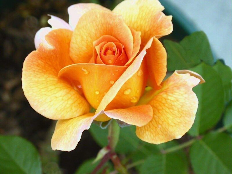 Orange Rose with Water Droplets — Serene, Photograph, Green Leaves