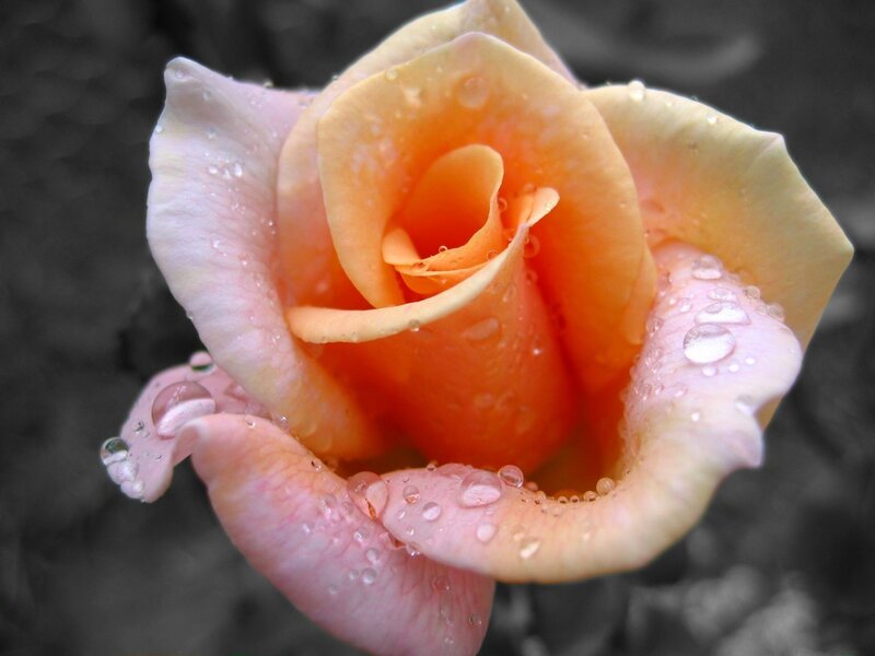 Orange Rose with Water Droplets — Serene, Photograph