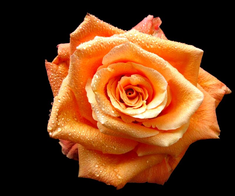 Orange Rose with Water Droplets — Serene, Photograph, Water Droplets, Black Background