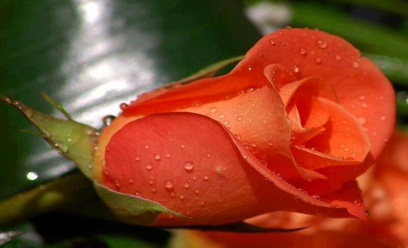 Orange Rose with Water Droplets — Serene, Photograph, Water Droplets, Green Leaf