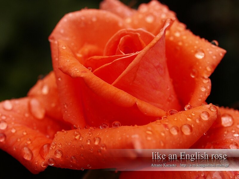 Orange Rose with Water Droplets — Serene, Photograph, Water Droplets, Petals, Red