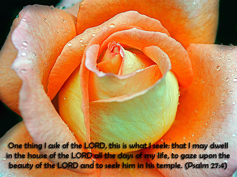 Orange Rose with Water Droplets — Serene, Photograph, Water Droplets, Text