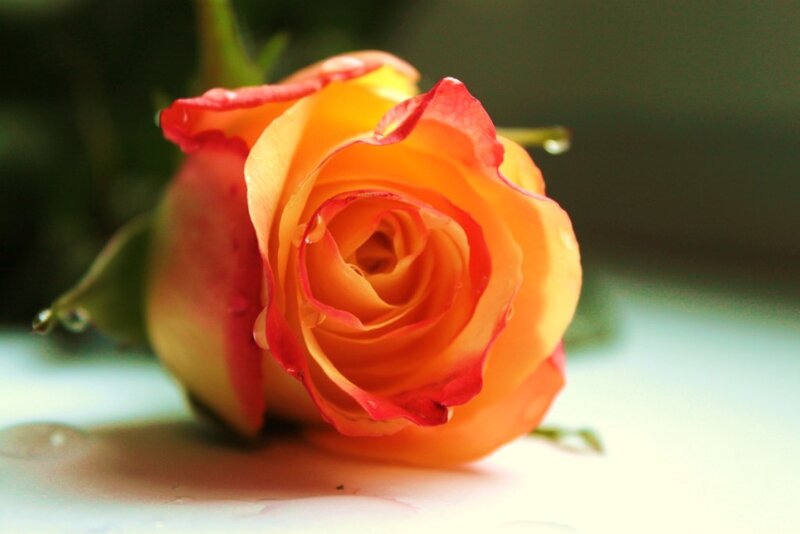 Orange Rose with Water Droplets — Serene, Photograph, Water Droplets