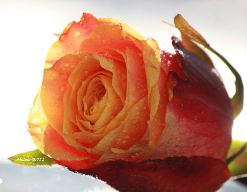 Orange Rose with Water Droplets — Serene, Sunrise