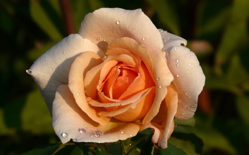 Orange Rose with Water Droplets — Serene, Sunset