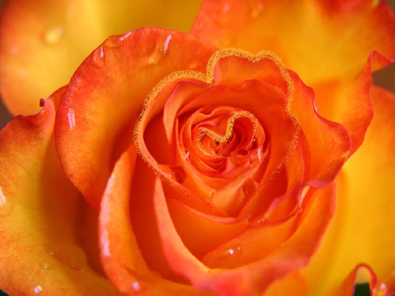Orange Rose with Water Droplets — Vibrant, Photograph