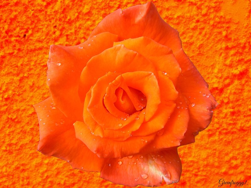 Orange Rose with Water Droplets — Vibrant