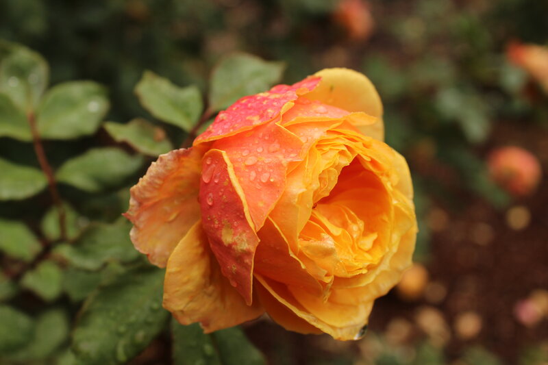 Orange Rose with Water Droplets — Yellow, Serene