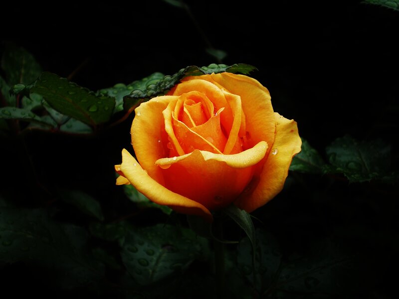 Orange Rose with Water Droplets — Yellow