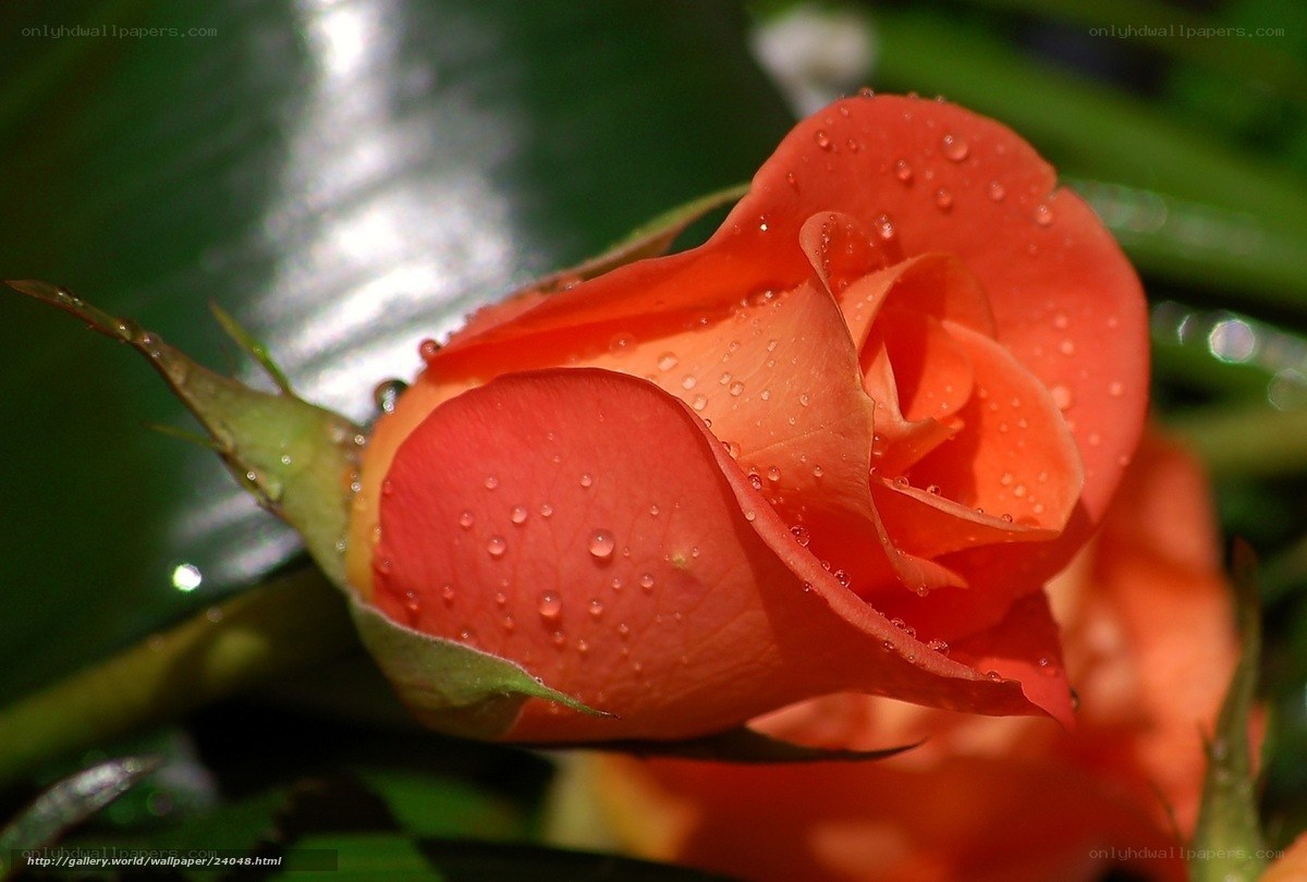 Orange rose with water droplets