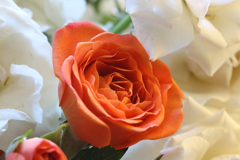 Orange rose with white flowers