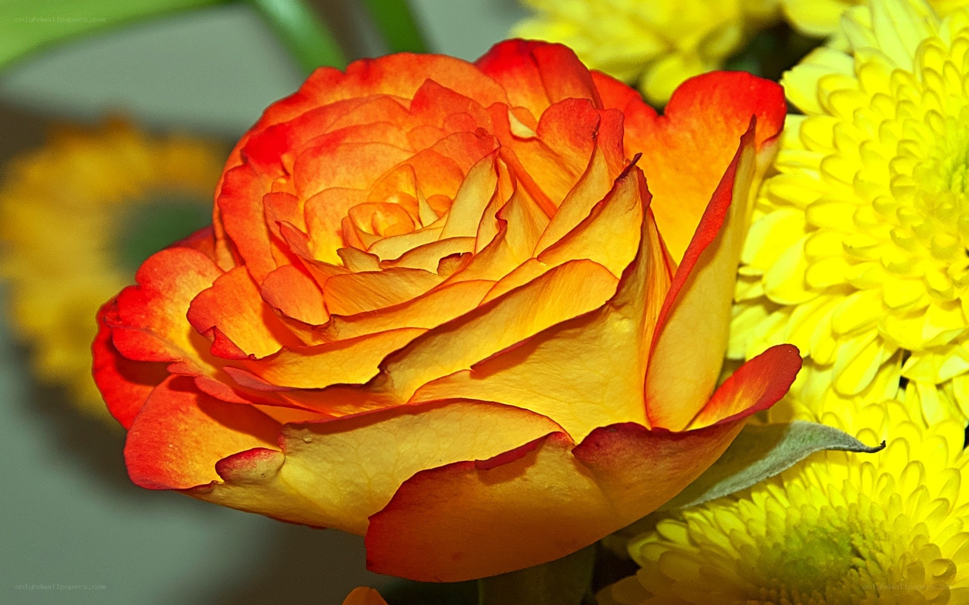 orange rose with yellow flowers