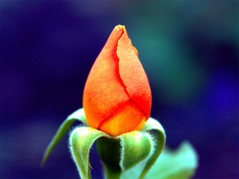 Orange rosebud in bloom