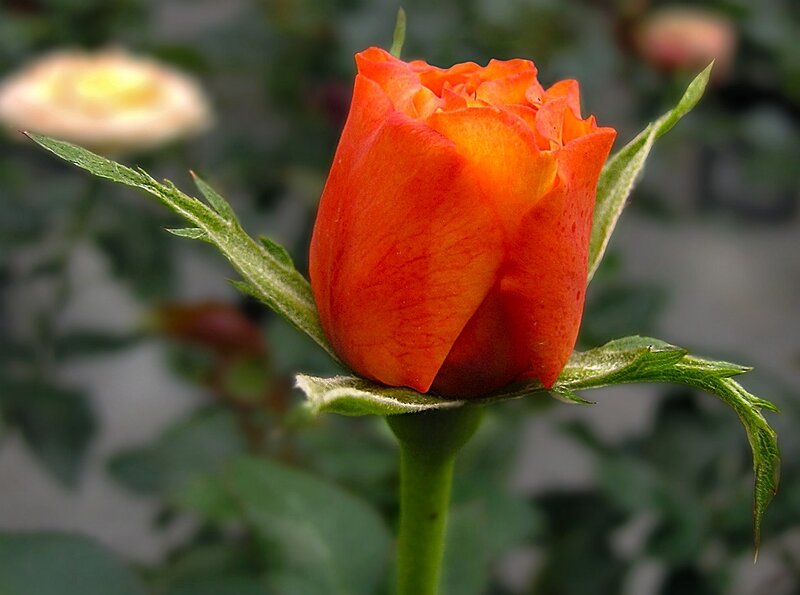 Orange Rosebud