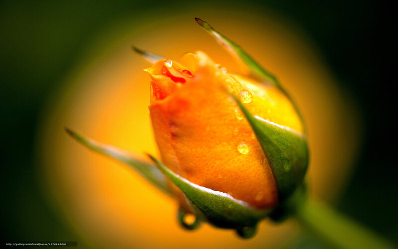 Orange rosebud with dewdrops