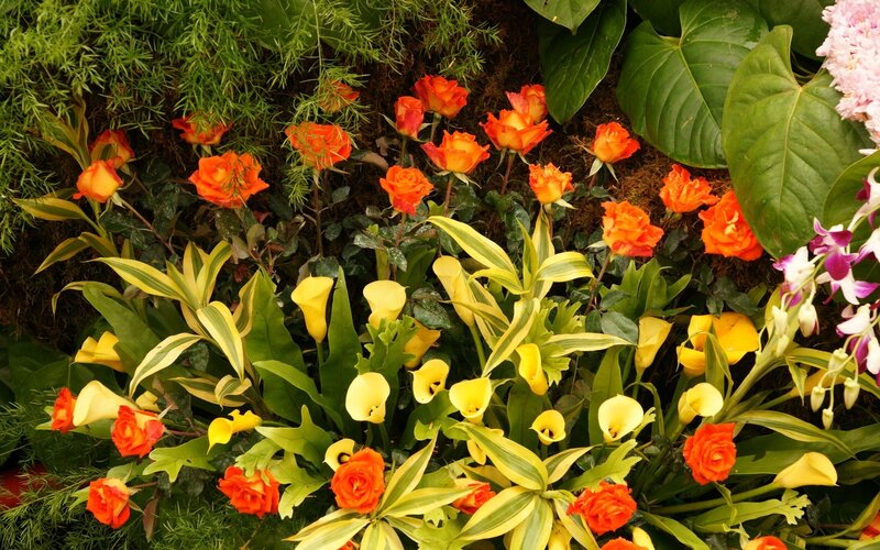 Orange Roses and Calla Lilies