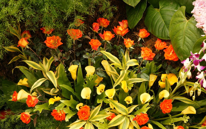 Orange Roses and Calla Lilies — Vibrant