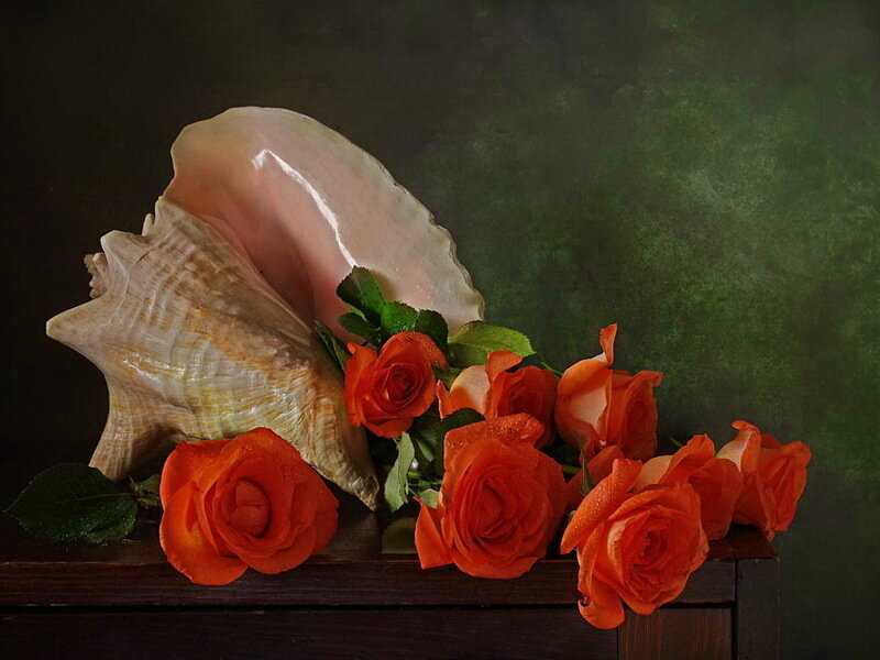 Orange Roses and Seashell