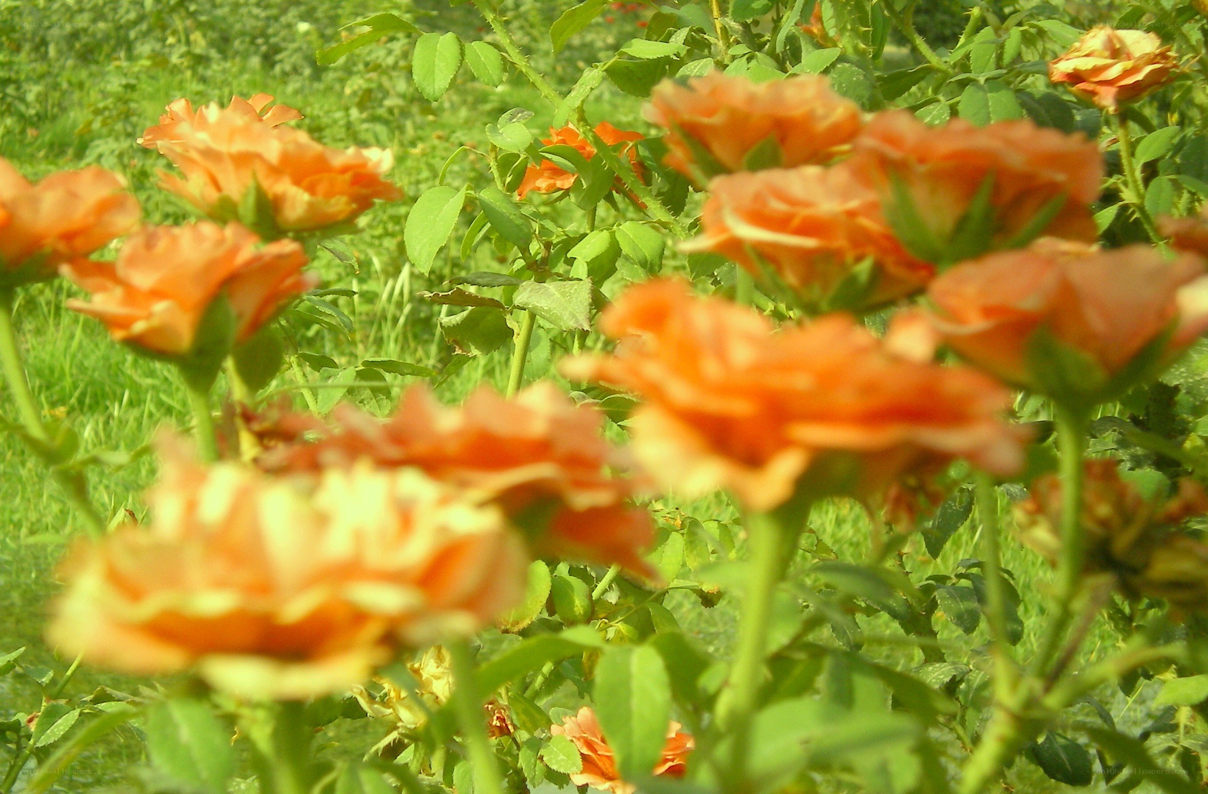 Orange roses in a garden