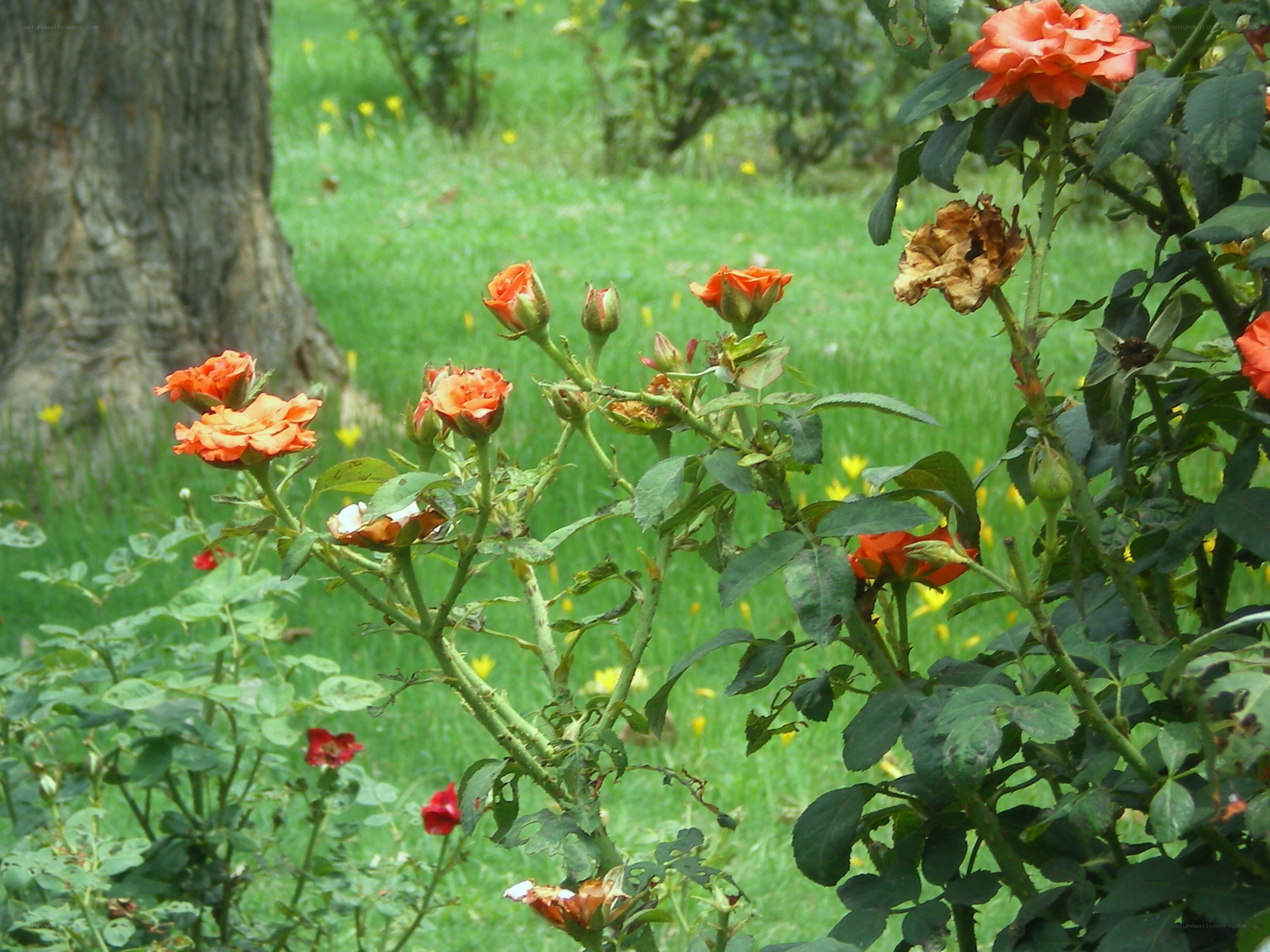 Orange roses in a garden