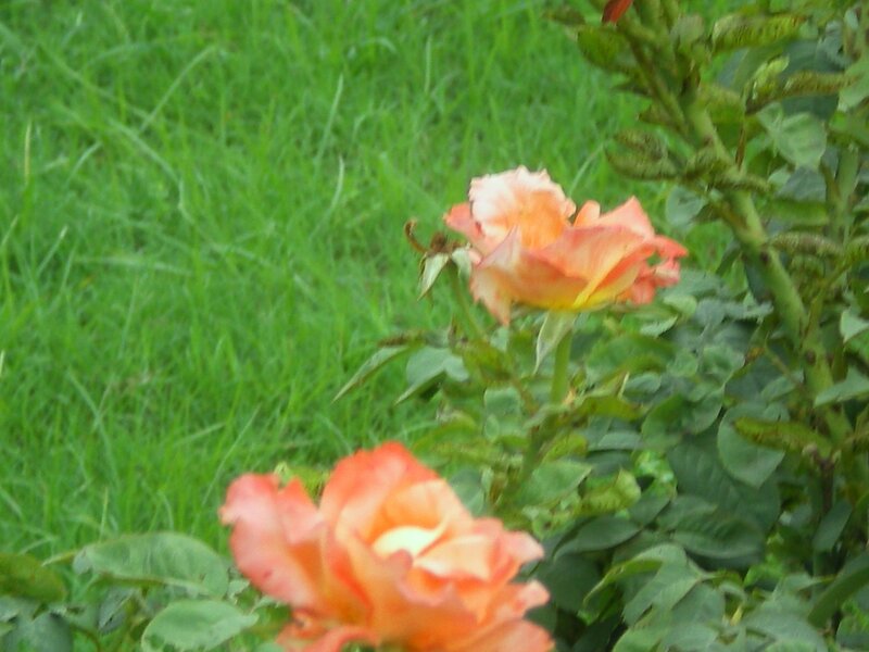 orange roses in a garden