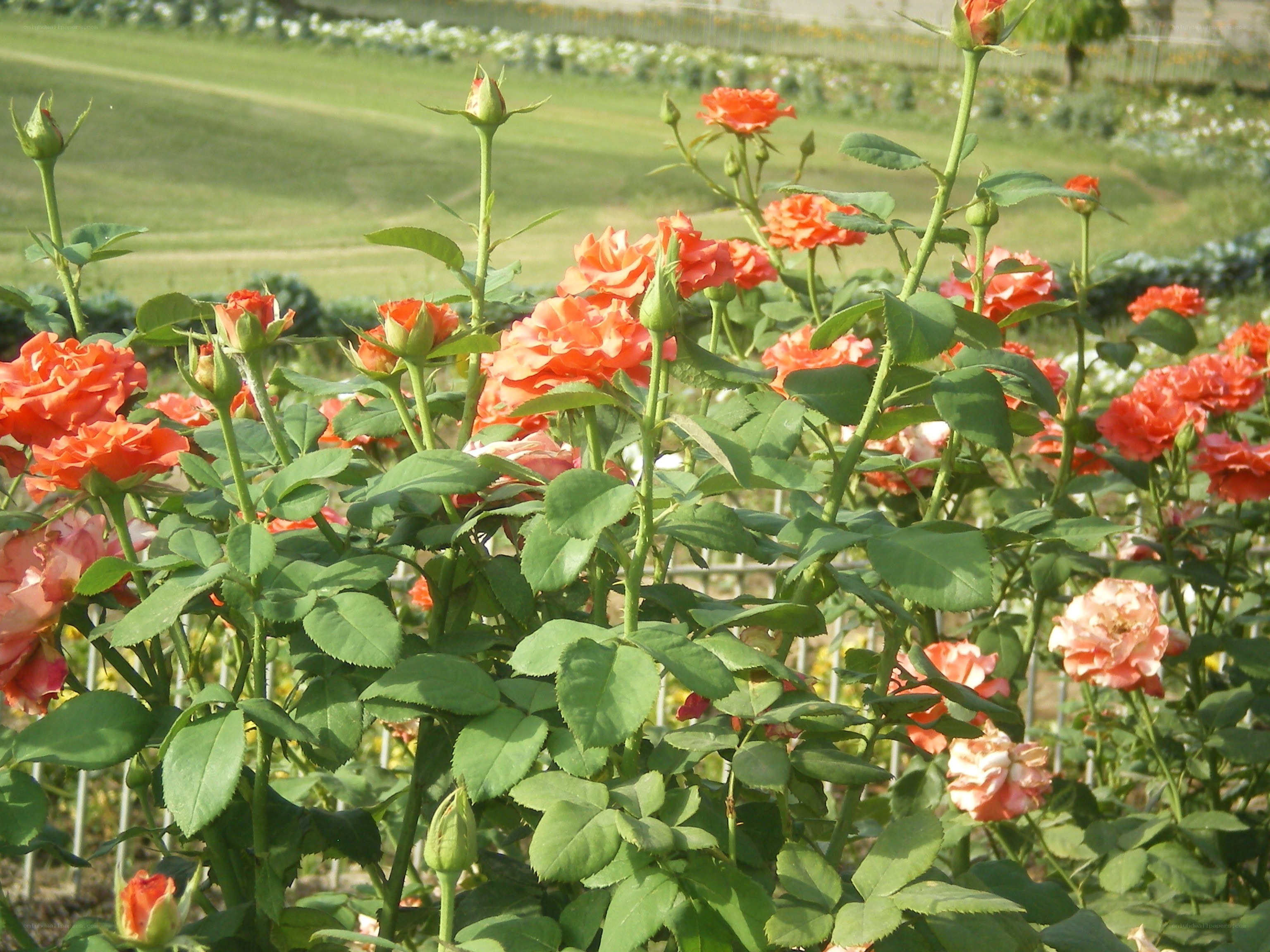 Orange roses in a garden