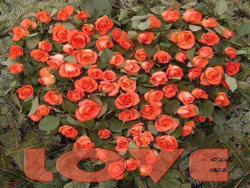 Orange Roses in a Heart