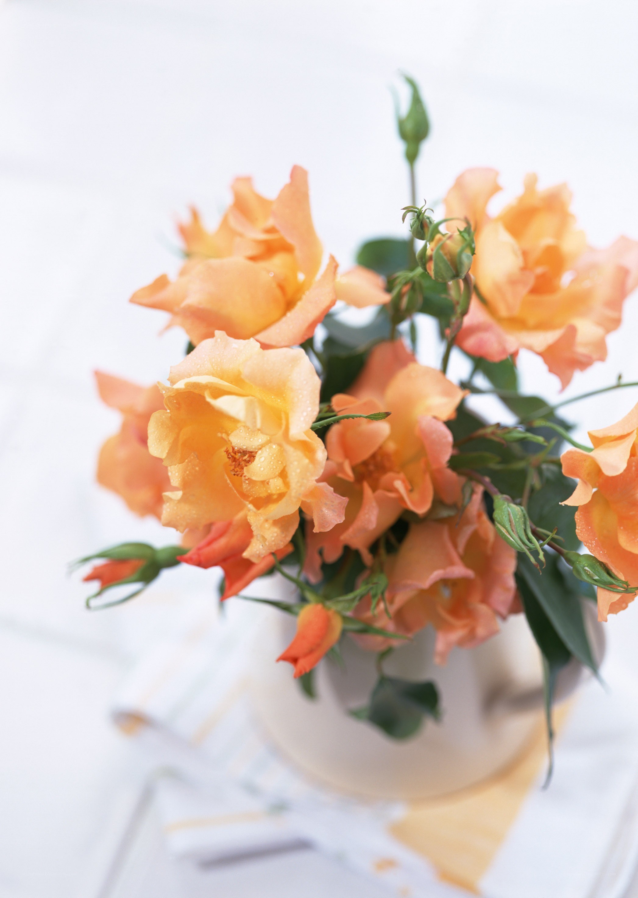 Orange roses in a vase