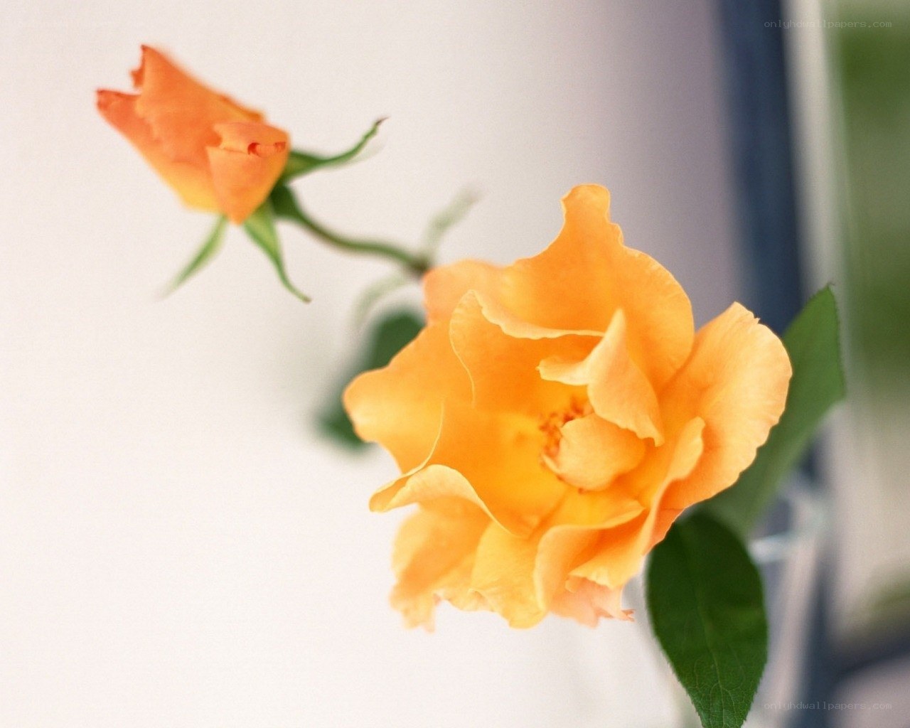 Orange roses in a vase
