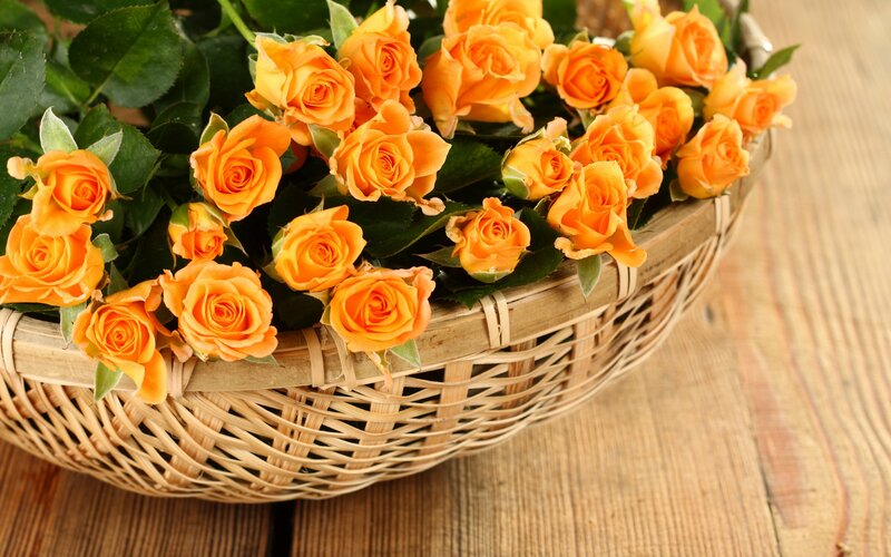 Orange Roses in Basket — Calm, Photograph