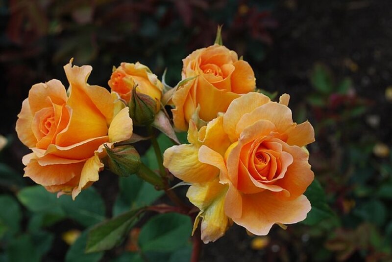 Orange Roses in Bloom — Calm, Photograph, Buds