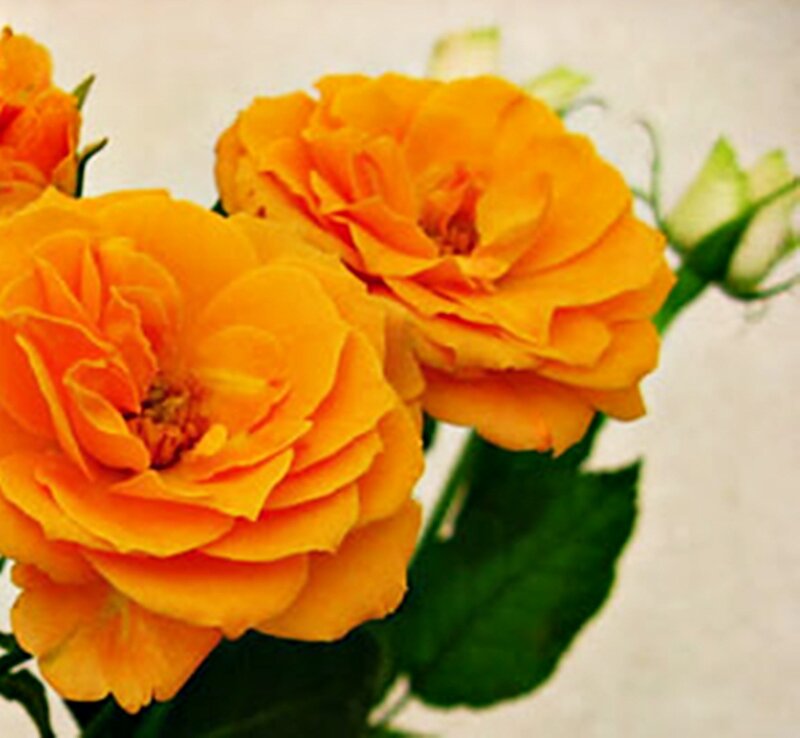 Orange Roses in Bloom — Calm, Photograph