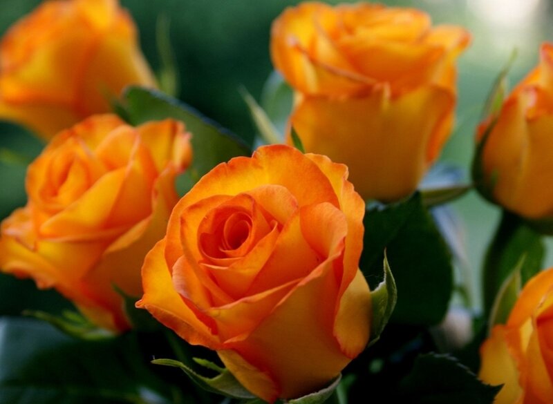 Orange Roses in Bloom — Calm