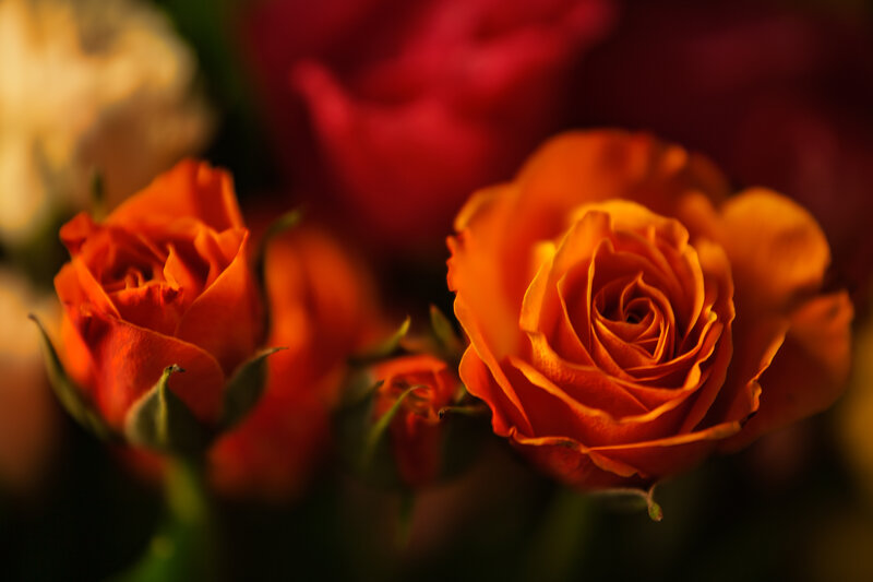 Orange Roses in Bloom — Dramatic
