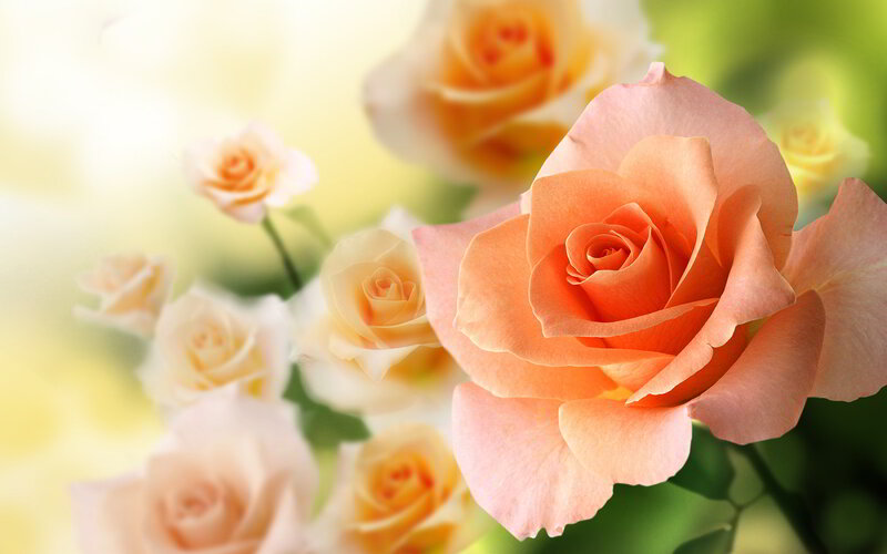 Orange Roses in Bloom — Pink